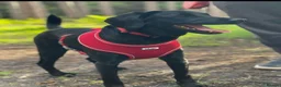 Labradoodle dogs for sale: Beautiful Labrador × Labradoodle Puppies  in Alfreton - Advert 32