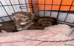 Chihuahua dogs for sale: Beautiful Long Coat Chihuahua Puppies - Image 2