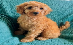 Labradoodle dogs for sale: Cute 🥰 Miniature Labradoodle Puppy 🐶  in Milton Keynes - Image 6