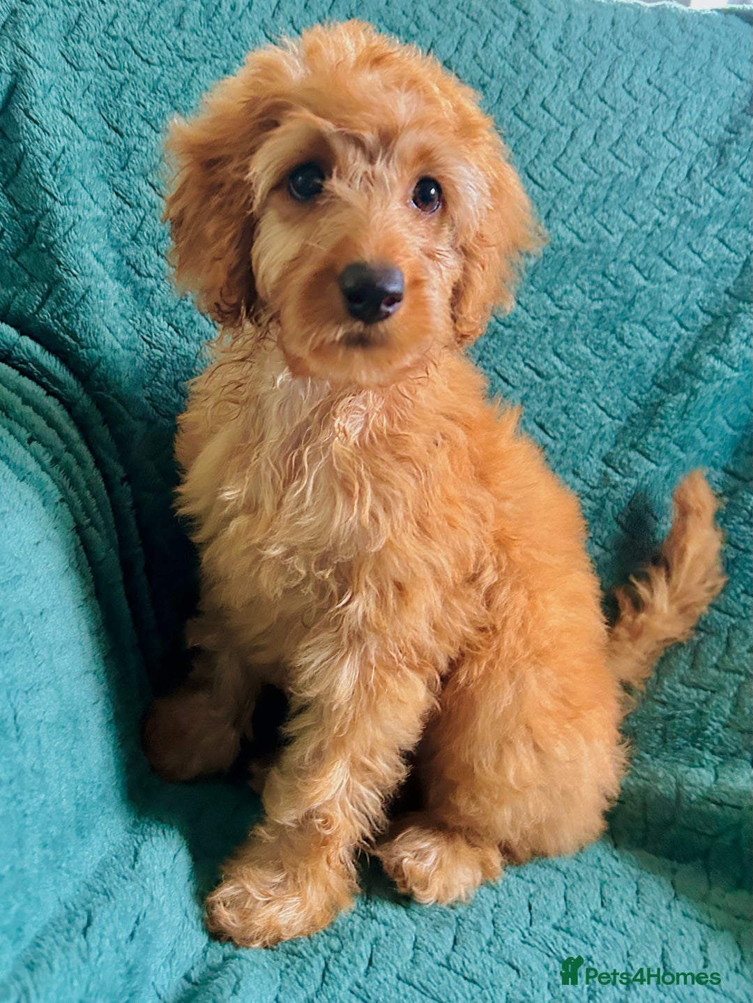 Labradoodle dogs for sale: Cute 🥰 Miniature Labradoodle Puppy 🐶  in Milton Keynes - Image 6