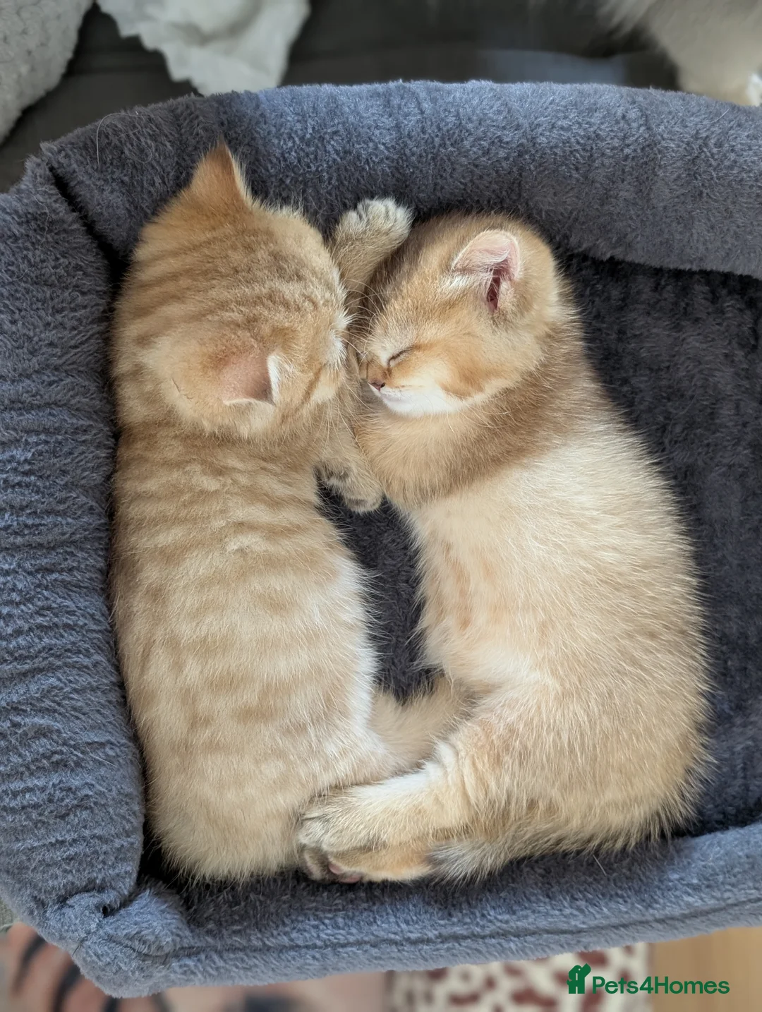 British Shorthair cats for sale: Two adorable little kittens 😍 - Advert 11
