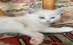 British Shorthair cats for sale: 4 Beautiful British short hair & Ragdoll kittens - Image 8