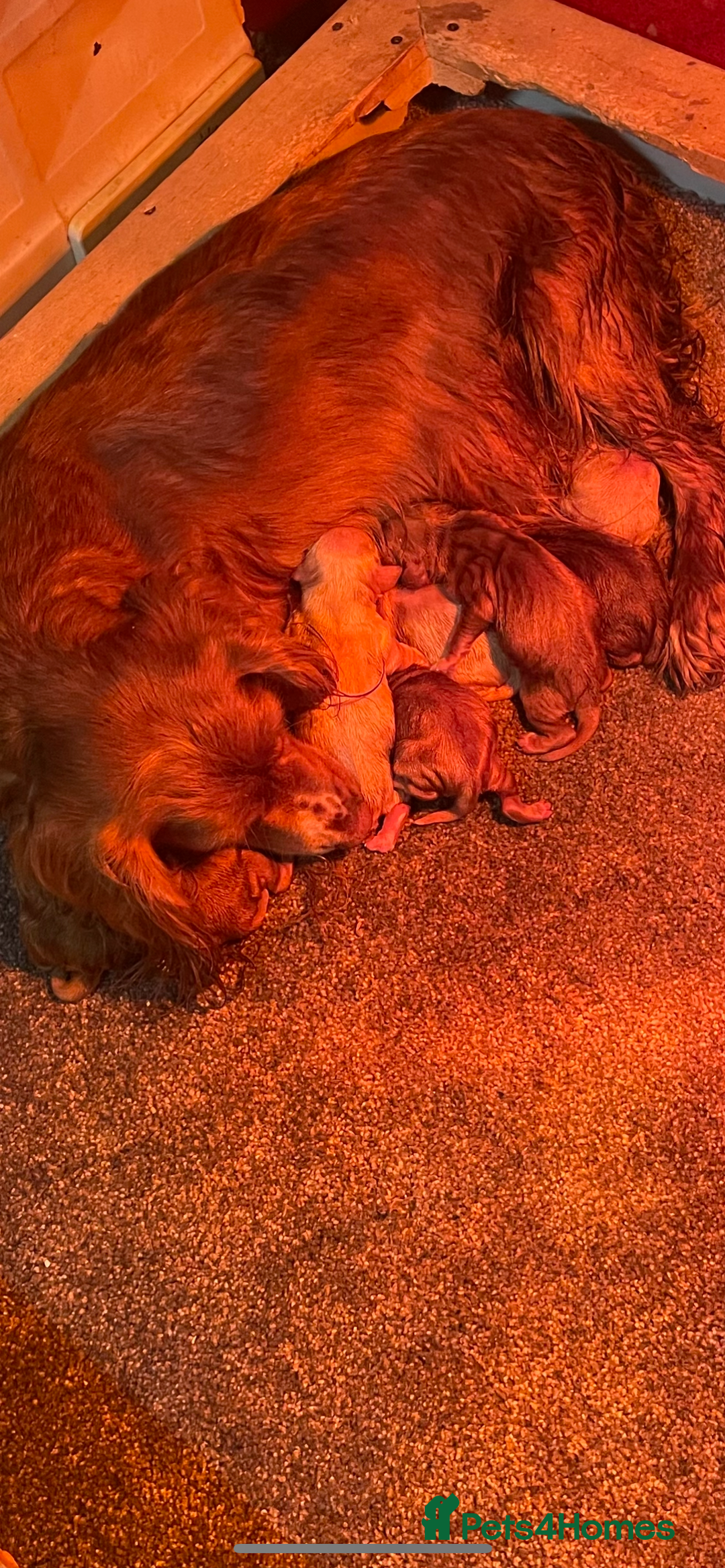 Cocker Spaniel dogs for sale: Cocker Spaniel Puppies - Advert 1