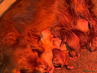 Cocker Spaniel dogs Cocker Spaniel Puppies - Advert 2