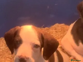 Beagle dogs Beagle - Advert 2