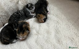 Bengal cats for sale: Rare Bengal Breed In White and Grey Ginger - Image 17