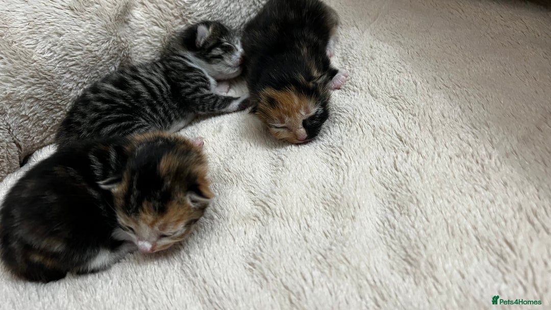 Bengal cats for sale: Rare Bengal Breed In White and Grey Ginger - Image 17
