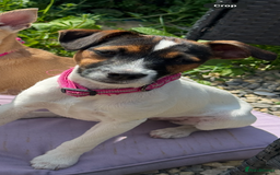 Patterjack dogs for sale: Luna 10 month old patterjack  - Image 1