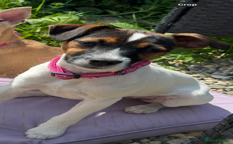 Patterjack dogs - Advert 1