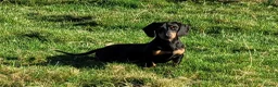 Miniature Dachshund dogs for stud: STUD DOG KC Registered PRA Clear - Advert 2