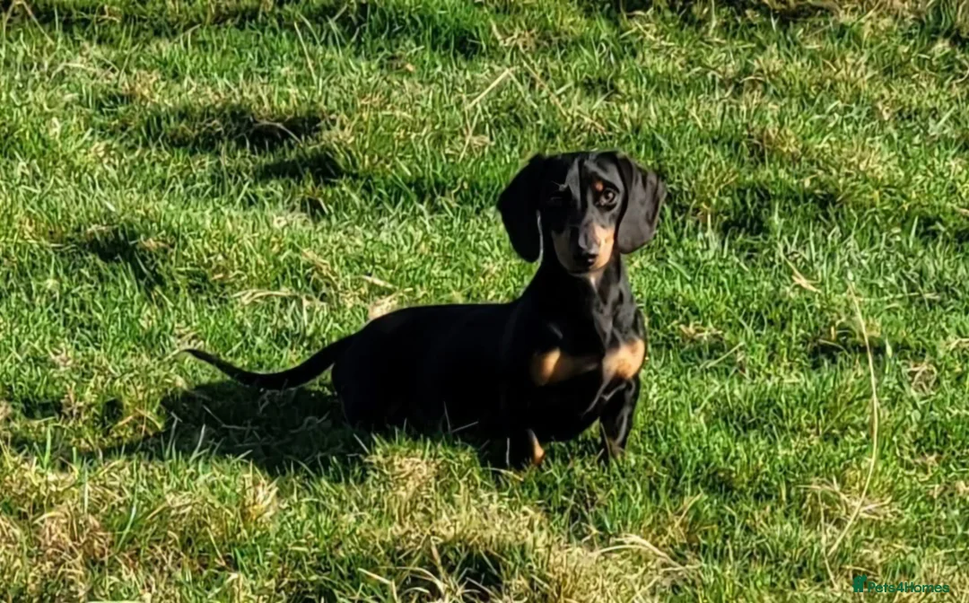 Miniature Dachshund dogs for stud: STUD DOG KC Registered PRA Clear - Advert 2