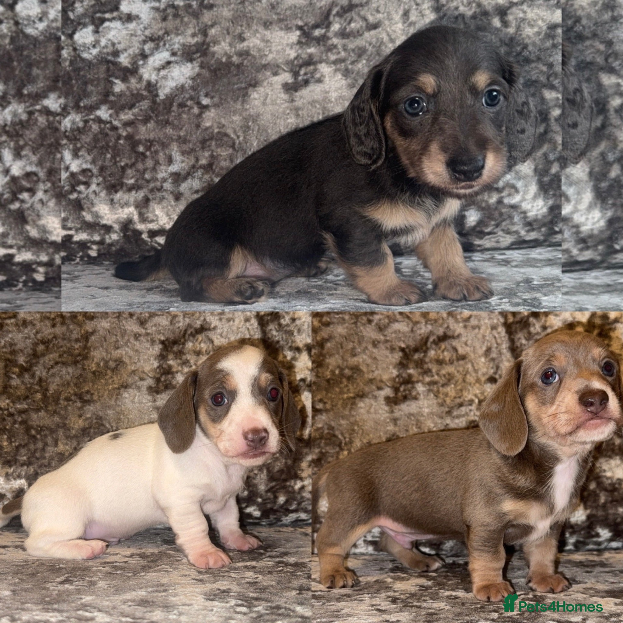Miniature Dachshund dogs Miniature Dachshunds - Advert 1