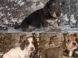 Miniature Dachshund dogs Miniature Dachshunds - Advert 2