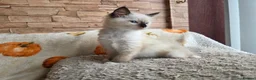 Ragdoll cats for sale: Pure Ragdoll Kittens  - Advert 14