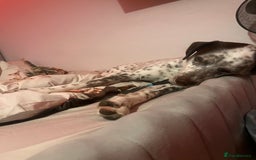 Mixed Breed dogs for sale: Husky cross dalmatian  - Image 9