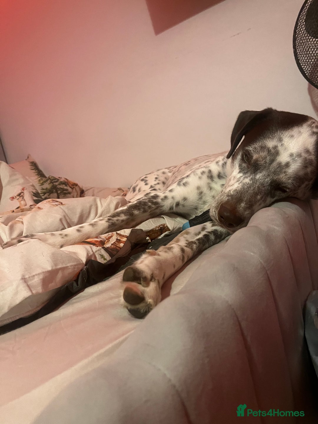 Mixed Breed dogs for sale: Husky cross dalmatian  - Image 9