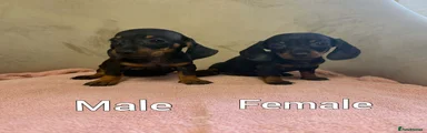 Miniature Dachshund 8