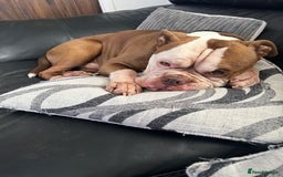 Old Tyme Bulldog dogs for sale: Monty - 7 years old MALE - Image 5