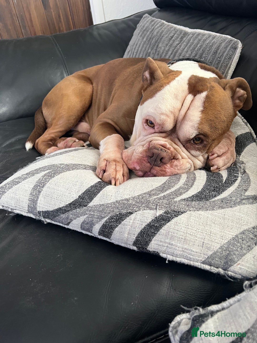 Old Tyme Bulldog dogs for sale: Monty - 7 years old MALE - Image 5