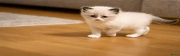Ragdoll cats for sale: Blue Point Ragdolls | Celestial Litter - Advert 19