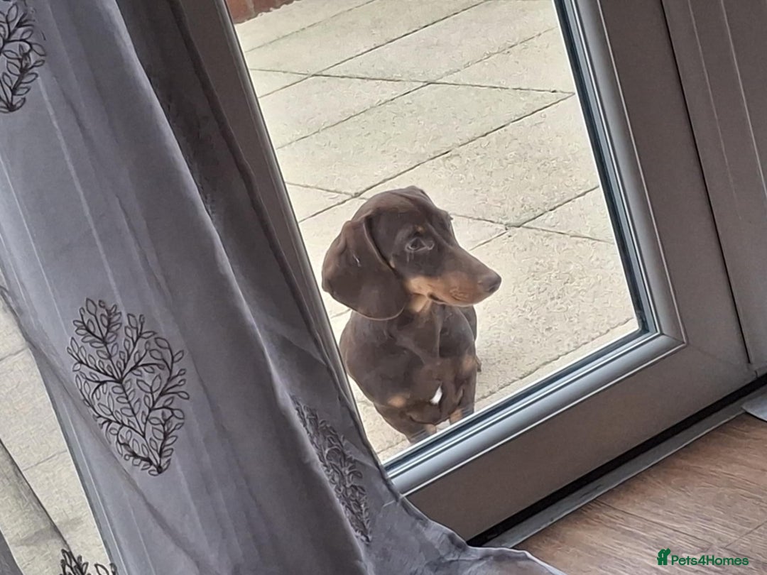 Miniature Dachshund dogs for sale: Winnie miniature dachshund - Advert 2