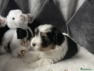 Yorkshire Terrier dogs Adorable Biewer Yorkshire Terriers - Advert 1