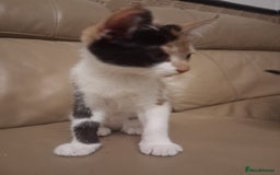British Shorthair cats for sale: 2 beautiful calico girls - Image 5