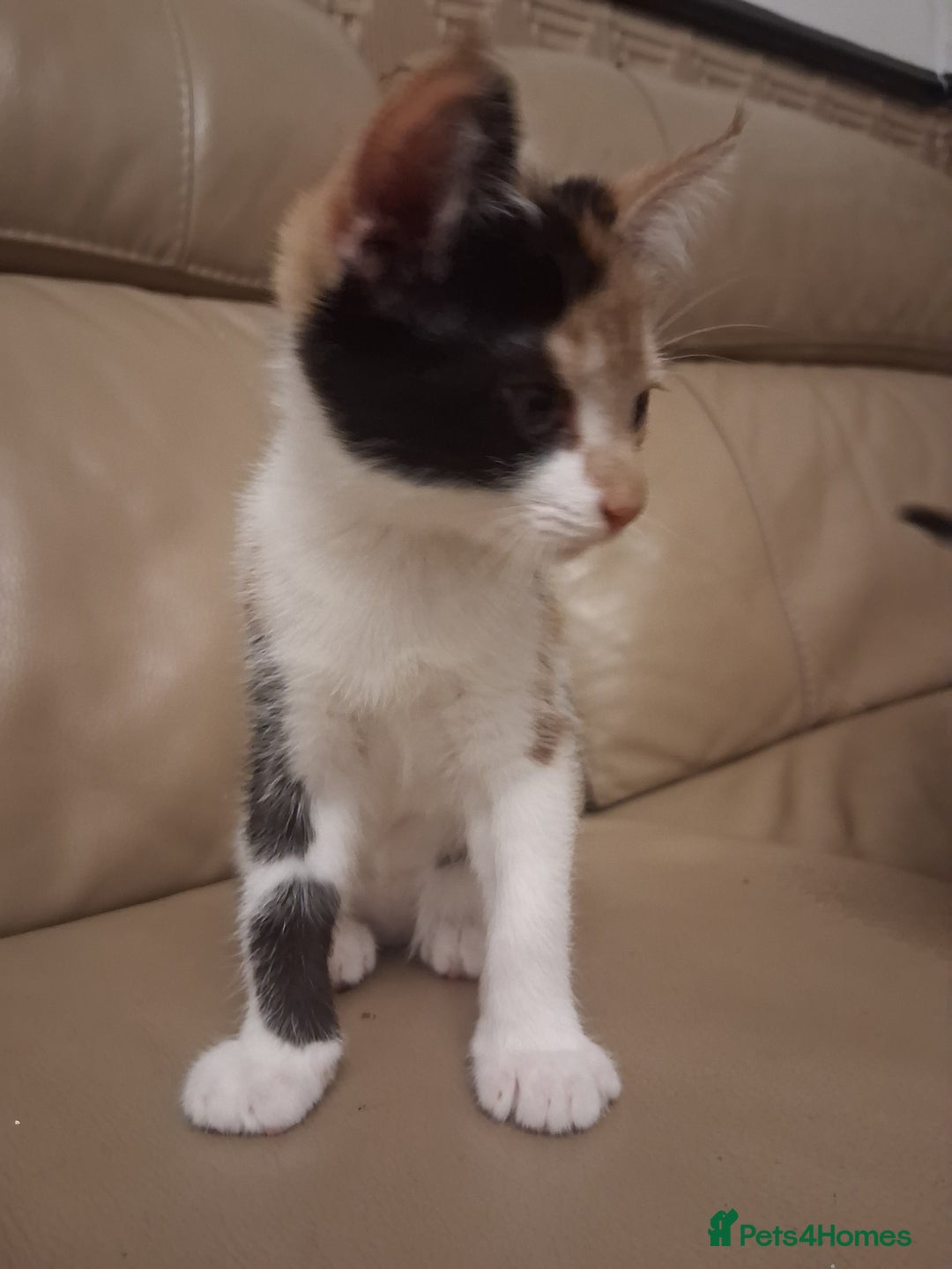 British Shorthair cats for sale: 2 beautiful calico girls - Image 5