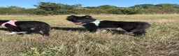 Mixed Breed dogs for sale: Socialised Husky x Malamute | Health tested 🐾 - Advert 9
