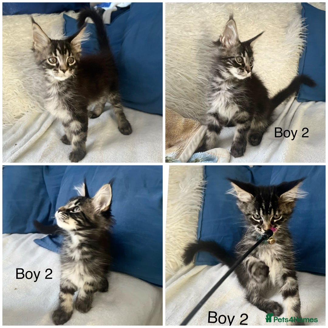 Maine Coon cats for sale: XXL  Ready Now TICA pure bread Maine Coon Kittens  - Image 23