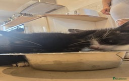 Domestic Shorthair cats for sale: 2x kittens  - Image 2