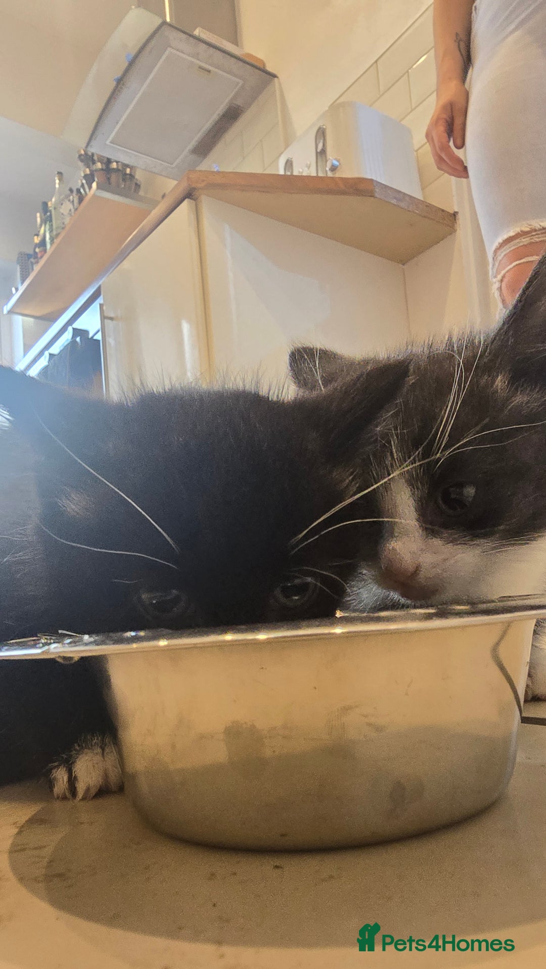 Domestic Shorthair cats for sale: 2x kittens  - Image 2