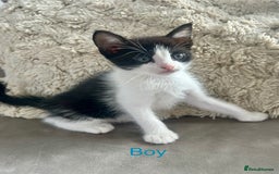 Domestic Shorthair cats for sale: 4 beautiful kittens looking for forever homes  - Image 5