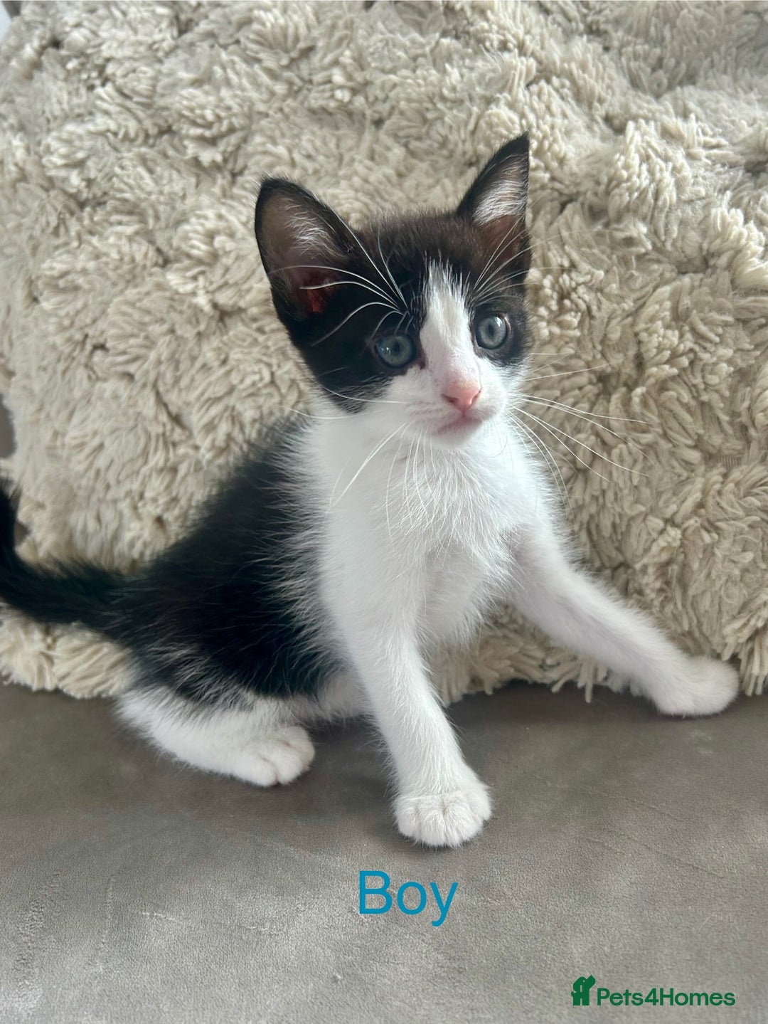 Domestic Shorthair cats for sale: 4 beautiful kittens looking for forever homes  - Image 5