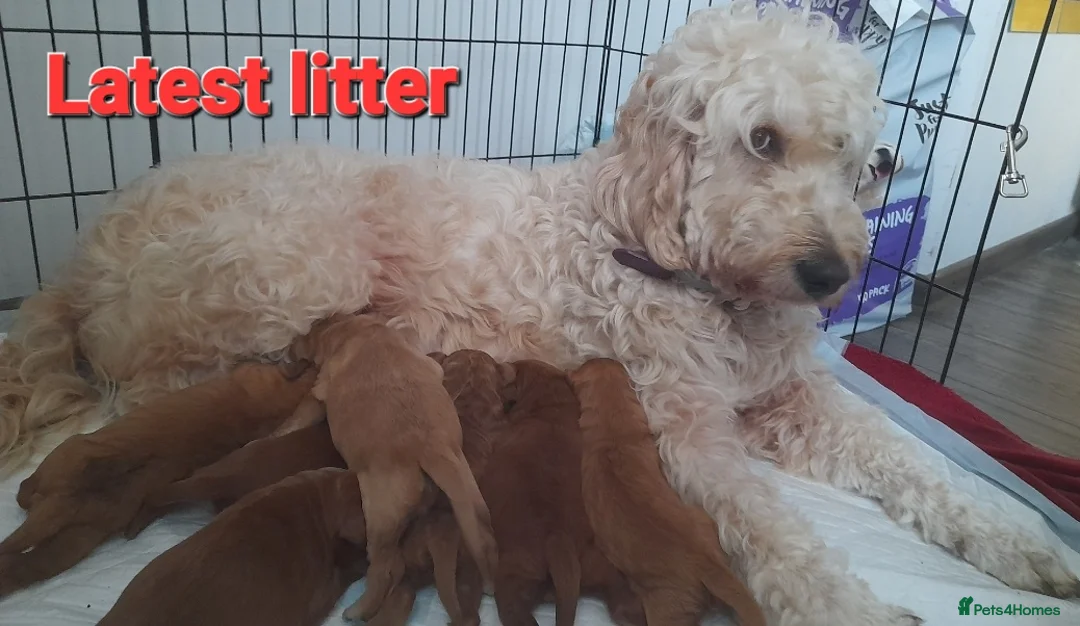 Irish Doodle dogs for stud: Irish Doodle Stud, Proven, DNA & Hip Tested in Tamworth - Advert 14