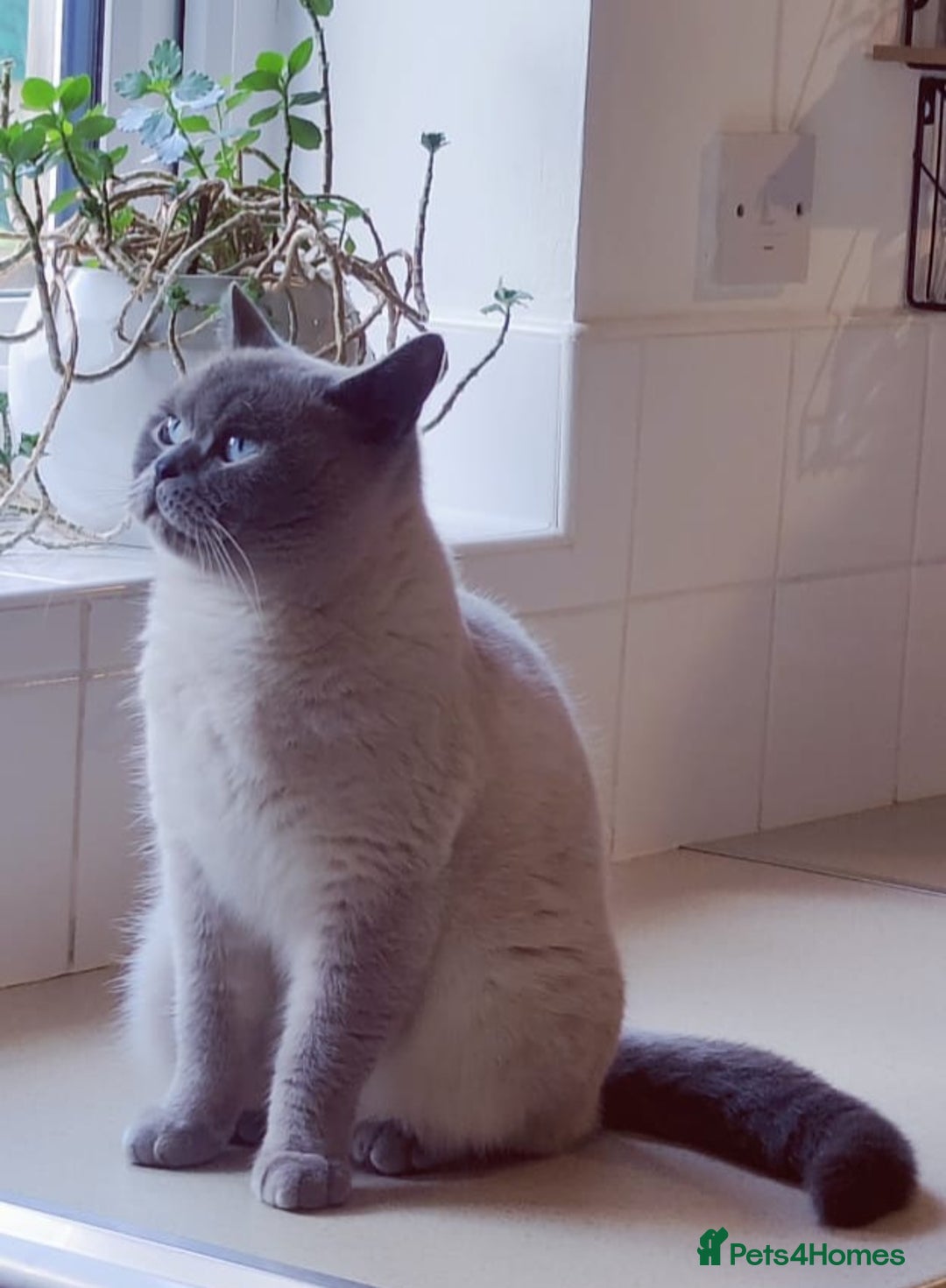 British Shorthair cats for sale: 💥CHAMPION💥SIRED💥🏆FEMALE😍🔥 in Dudley - Image 19