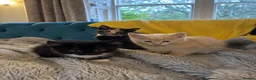 Mixed Breed cats for sale: 8 kittens for sale in Castle Douglas - Advert 11