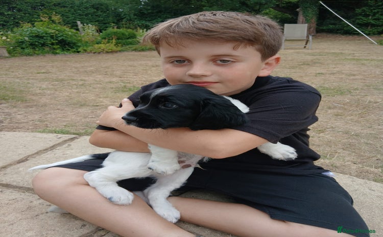 English Springer Spaniel dogs - Advert 3
