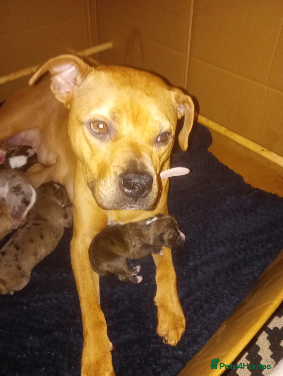 Mixed Breed dogs for sale: Puppys - Advert 18