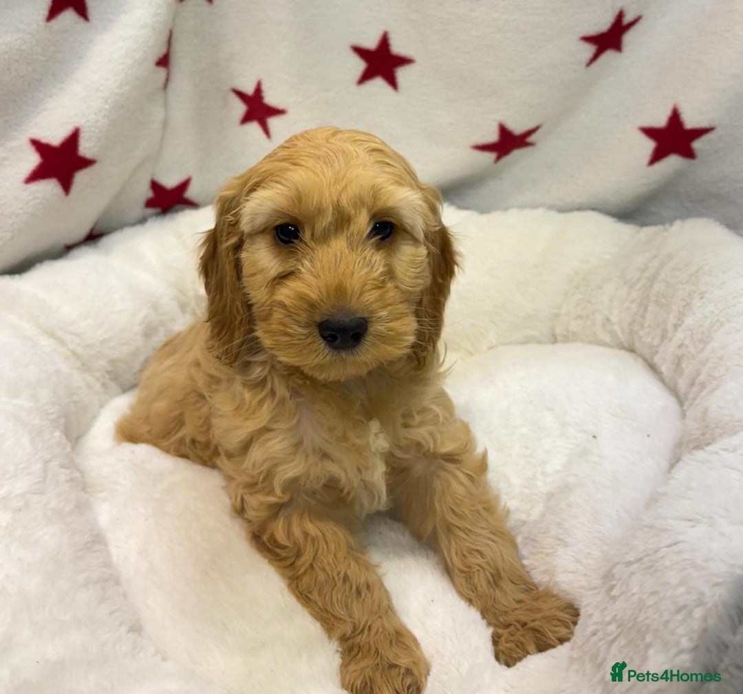 Cockapoo dogs for sale: Cockapoo puppies for sale - Image 12