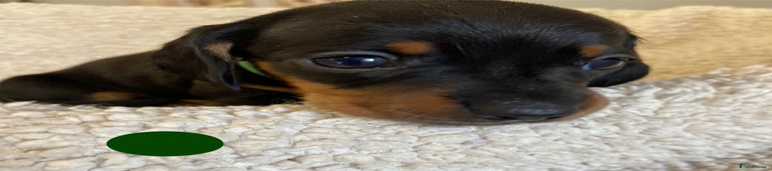 Black & Tan Boy Green Collar