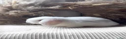 Mini Lop rabbits for sale: Stunning blue eye white doe  - Advert 5