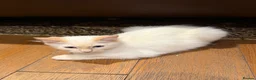 Ragdoll cats for sale: Ragdoll male  - Advert 3