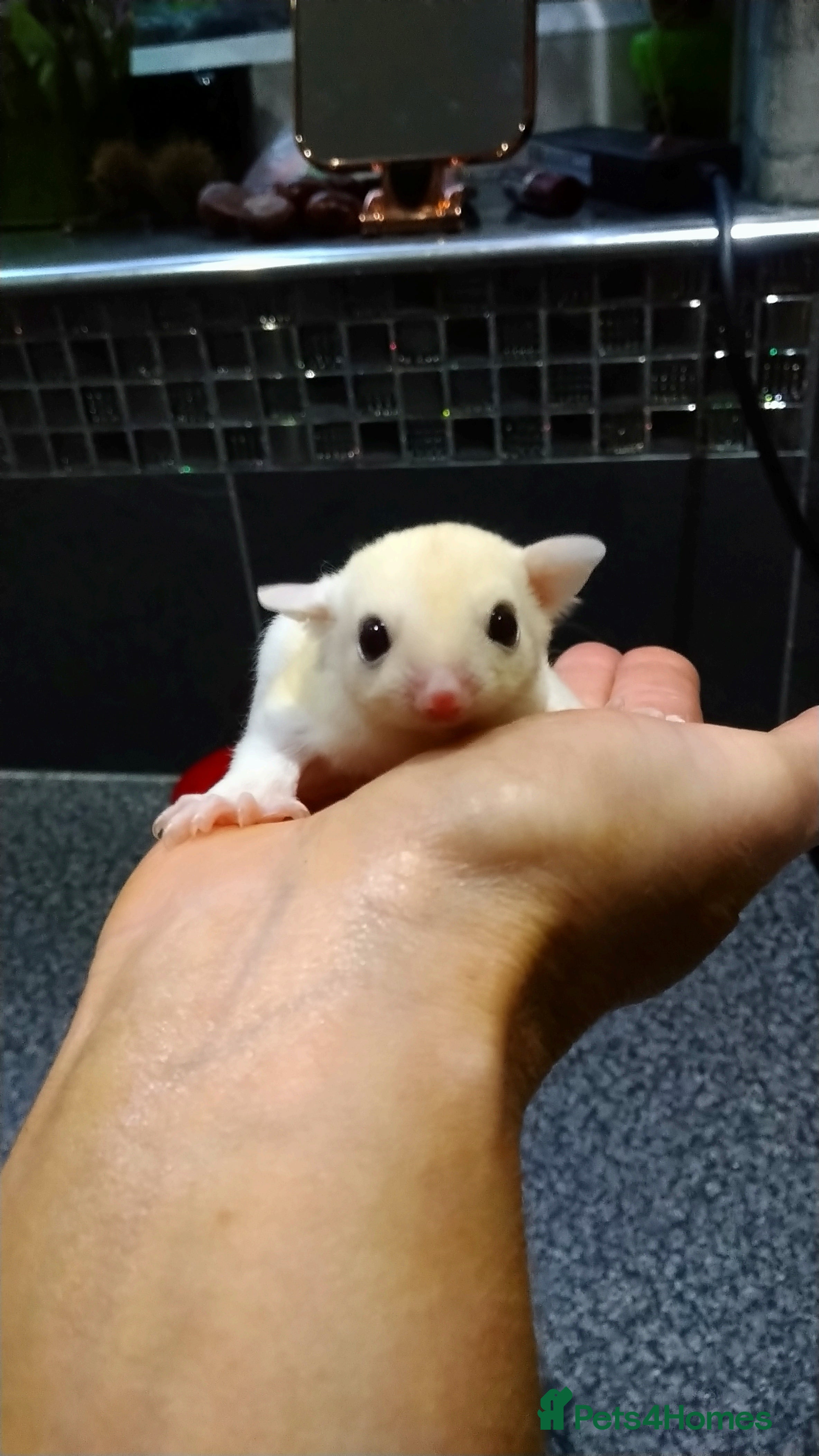 Sugar Glider rodents Stunning baby sugar glider  - Advert 10