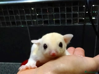 Sugar Glider rodents Stunning baby sugar glider - Advert 10
