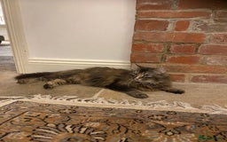 Maine Coon cats for sale: Beautiful Maine Coon X looking for a new home  - Image 9