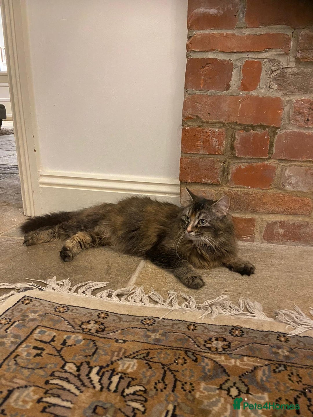 Maine Coon cats for sale: Beautiful Maine Coon X looking for a new home  - Image 9