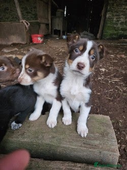 Mixed Breed dogs brown collie puppies (1 black) - Advert 3