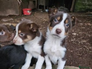 Mixed Breed dogs brown collie puppies (1 black) - Advert 11