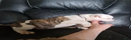 American Bulldog dogs for sale: These 3 babies are looking for there forever home - Advert 6